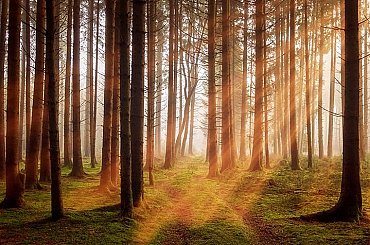 Na Vysočině v suchu klesly průtoky v tocích, lesníci čekají ztráty na výsadbě